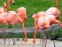 [ẢNH] Chiêm ngưỡng vẻ đẹp độc, lạ của một số loài chim trên thế giới