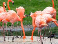 [ẢNH] Chiêm ngưỡng vẻ đẹp độc, lạ của một số loài chim trên thế giới