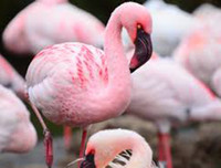 [ẢNH] Chiêm ngưỡng vẻ đẹp độc, lạ của một số loài chim trên thế giới