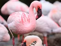 [ẢNH] Chiêm ngưỡng vẻ đẹp độc, lạ của một số loài chim trên thế giới