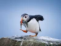 [ẢNH] Chiêm ngưỡng vẻ đẹp độc, lạ của một số loài chim trên thế giới