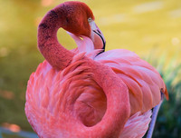 [ẢNH] Chiêm ngưỡng vẻ đẹp độc, lạ của một số loài chim trên thế giới