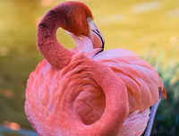 [ẢNH] Chiêm ngưỡng vẻ đẹp độc, lạ của một số loài chim trên thế giới