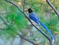 [ẢNH] Chiêm ngưỡng vẻ đẹp độc, lạ của một số loài chim trên thế giới