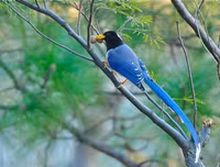 [ẢNH] Chiêm ngưỡng vẻ đẹp độc, lạ của một số loài chim trên thế giới