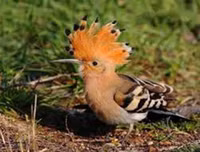 [ẢNH] Chiêm ngưỡng vẻ đẹp độc, lạ của một số loài chim trên thế giới