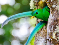 [ẢNH] Chiêm ngưỡng vẻ đẹp độc, lạ của một số loài chim trên thế giới