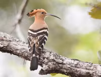 [ẢNH] Chiêm ngưỡng vẻ đẹp độc, lạ của một số loài chim trên thế giới