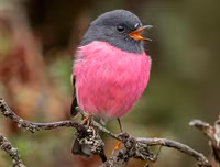 [ẢNH] Chiêm ngưỡng vẻ đẹp độc, lạ của một số loài chim trên thế giới