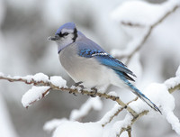 [ẢNH] Chiêm ngưỡng vẻ đẹp độc, lạ của một số loài chim trên thế giới