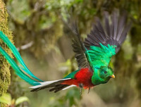 [ẢNH] Chiêm ngưỡng vẻ đẹp độc, lạ của một số loài chim trên thế giới