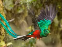 [ẢNH] Chiêm ngưỡng vẻ đẹp độc, lạ của một số loài chim trên thế giới