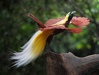 [ẢNH] Chiêm ngưỡng vẻ đẹp độc, lạ của một số loài chim trên thế giới