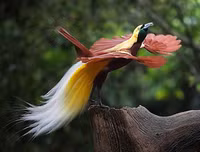 [ẢNH] Chiêm ngưỡng vẻ đẹp độc, lạ của một số loài chim trên thế giới