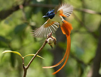 [ẢNH] Chiêm ngưỡng vẻ đẹp độc, lạ của một số loài chim trên thế giới