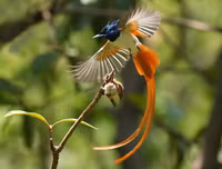 [ẢNH] Chiêm ngưỡng vẻ đẹp độc, lạ của một số loài chim trên thế giới