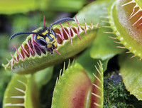 [ẢNH] Chiêm ngưỡng những loài thực vật 