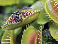 [ẢNH] Chiêm ngưỡng những loài thực vật 