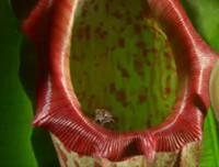 [ẢNH] Chiêm ngưỡng những loài thực vật 