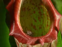 [ẢNH] Chiêm ngưỡng những loài thực vật 