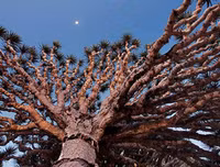 [ẢNH] Chiêm ngưỡng những loài thực vật 