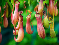 [ẢNH] Chiêm ngưỡng những loài thực vật 