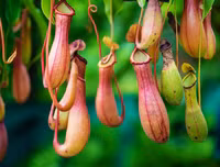 [ẢNH] Chiêm ngưỡng những loài thực vật 