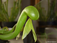 [ẢNH] Chiêm ngưỡng những loài thực vật 