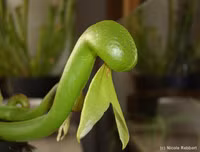 [ẢNH] Chiêm ngưỡng những loài thực vật 