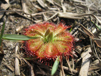 [ẢNH] Chiêm ngưỡng những loài thực vật 