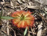 [ẢNH] Chiêm ngưỡng những loài thực vật 