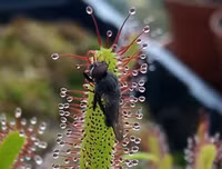 [ẢNH] Chiêm ngưỡng những loài thực vật 