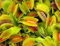 [ẢNH] Chiêm ngưỡng những loài thực vật 