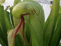 [ẢNH] Chiêm ngưỡng những loài thực vật 