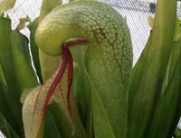 [ẢNH] Chiêm ngưỡng những loài thực vật 