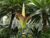 [ẢNH] Chiêm ngưỡng những loài thực vật 