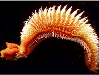 [ẢNH] Top 5 loài động vật 