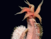 [ẢNH] Top 5 loài động vật 