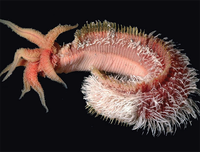 [ẢNH] Top 5 loài động vật 