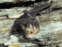 [ẢNH] Những loài động vật là ổ chứa tự nhiên của nhiều virus 