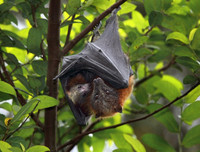 [ẢNH] Những loài động vật là ổ chứa tự nhiên của nhiều virus 