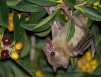 [ẢNH] Những loài động vật là ổ chứa tự nhiên của nhiều virus 