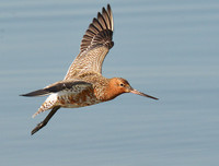 [ẢNH] Những loài chim bay cao không tưởng khiến con người phải kinh ngạc