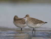 [ẢNH] Những loài chim bay cao không tưởng khiến con người phải kinh ngạc