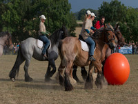 Ngoài chọi trâu, trên thế giới còn những môn thi đấu kỳ dị nào dành cho động vật?