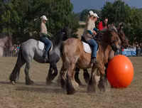 Ngoài chọi trâu, trên thế giới còn những môn thi đấu kỳ dị nào dành cho động vật?