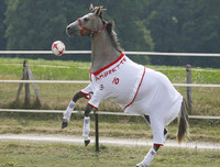 Ngoài chọi trâu, trên thế giới còn những môn thi đấu kỳ dị nào dành cho động vật?