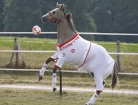 Ngoài chọi trâu, trên thế giới còn những môn thi đấu kỳ dị nào dành cho động vật?