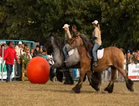 Ngoài chọi trâu, trên thế giới còn những môn thi đấu kỳ dị nào dành cho động vật?