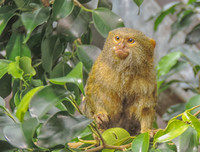 [ẢNH] Vài loài động vật nhỏ và quý hiếm bậc nhất thế giới